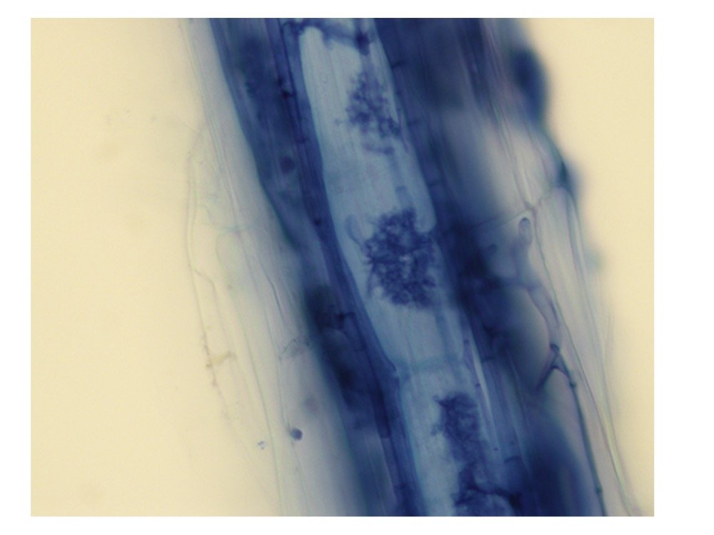 Root segment with arbuscules